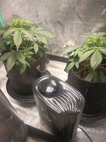LSD Auto