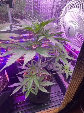 widows’ mimosa f1 — flower, day 43