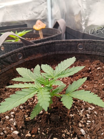 HP CC — vegetative, day 21
