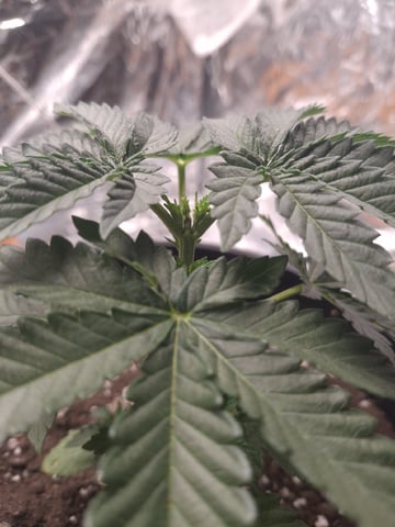 1st Grow - ROYAL MOBY (indoor)(photop.) — vegetative, day 25