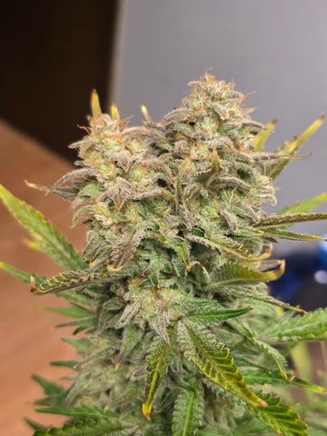 2nd Autoflower Indoor Grow — flower, day 99