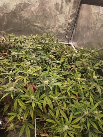 Dante's Inferno Rerun — flower, day 133