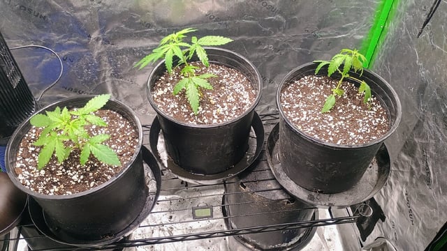 4 Plant Maddog724 Batch 0001-01 — vegetative, day 23