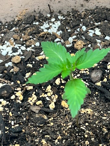 White Widow Twins — seedling_rooting, day 17