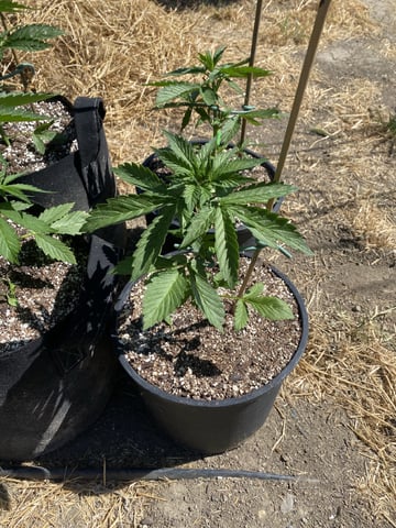 Auto Grow #1 2026 — vegetative, day 34