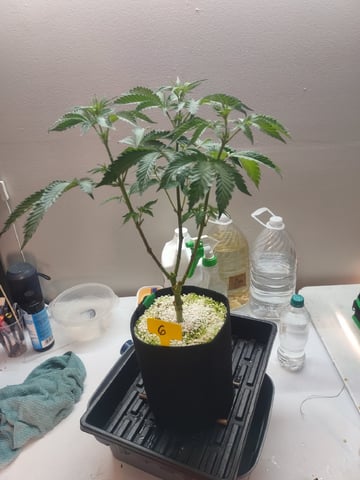 Mainely Genetics Micro Pheno Hunt — flower, day 46