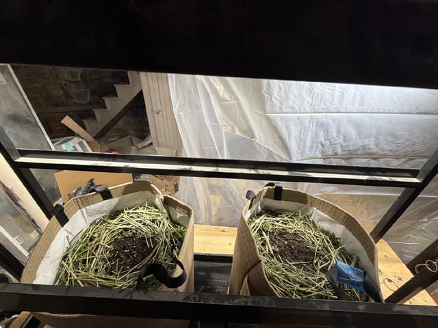 510 First Run! — germination, day 1