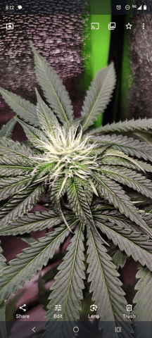 Rosa  — flower, day 19