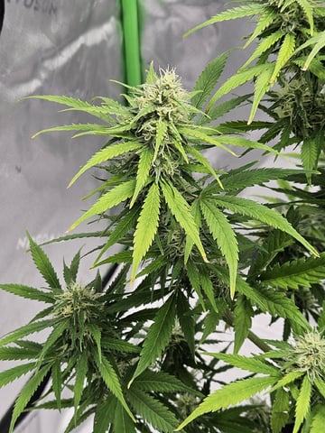 Gorilla Z auto — flower, day 83