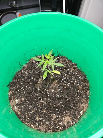 1st plant. Strain: Green Gelato AutoFlower — vegetative, day 41