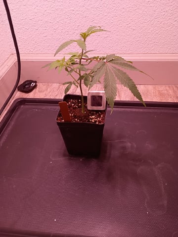 FKAFL — vegetative, day 1