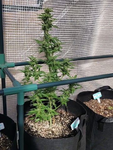 greenhouse grow  — flower, day 1