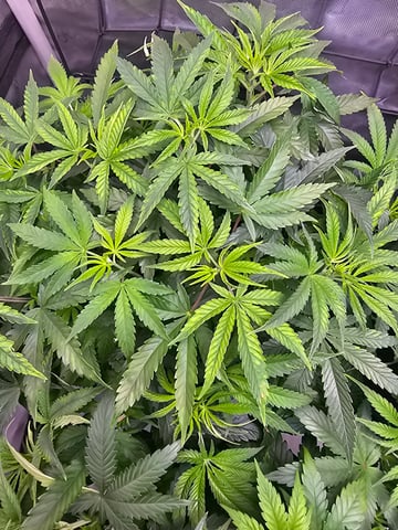 ethos genetics  — vegetative, day 43