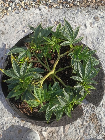 Purple Plum Perfect 💜 & 2 Grape Runtz 🍇 Mainlining garden.  — vegetative, day 126