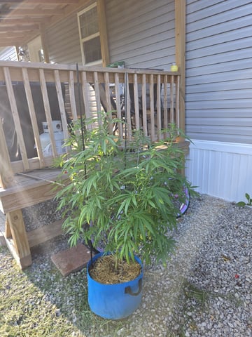 Outdoors L.S.D and Cinderalla 99  — flower, day 51