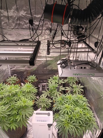 Pineapple express — vegetative, day 1