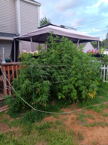 Outdoor summer 2025 grow — vegetative, day 7