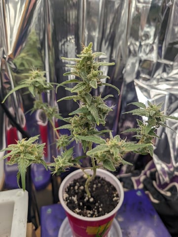 Zkittlez (Auto) — seedling_rooting, day 7