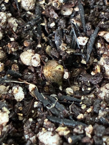 White Widow — germination, day 9