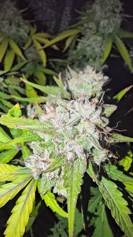 skittlez Autoflower  — flower, day 12