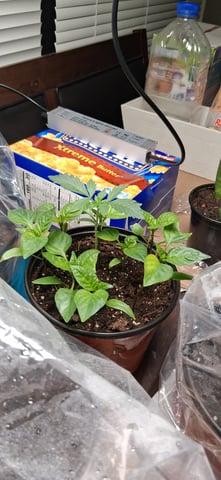 blueberry funk — seedling_rooting, day 8