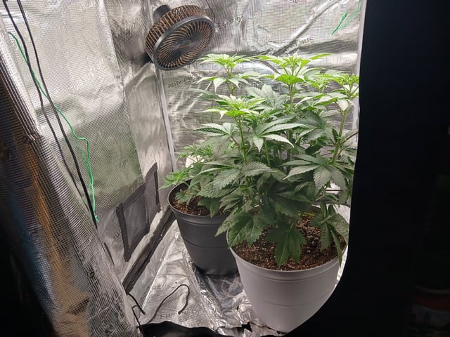 Gorilla Sherbert Feminized From Blimburn Seeds  — flower, day 35