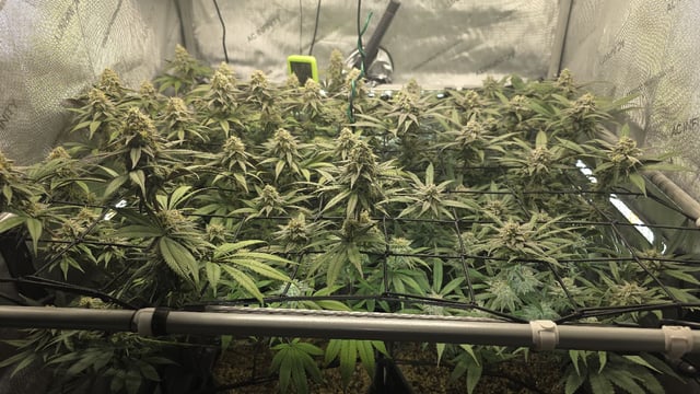 Strawberry Sugar  — flower, day 103