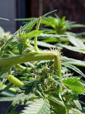 Strawberry Banana Auto  — flower, day 115