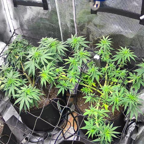 Blue Dream Feminized  — vegetative, day 76