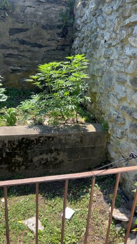 Unknown Cannabis Plants  — none, day 1