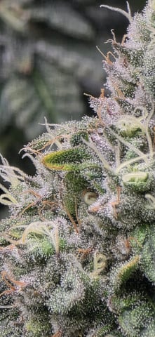 Maple Nectar  — flower, day 87