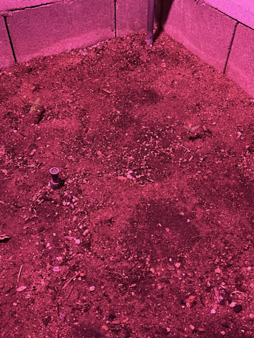 Fast Buds Auto  — vegetative, day 14