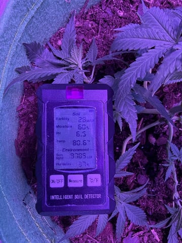 First time growing  — vegetative, day 13