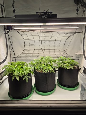 Purple Skunk 3 x 5  — flower, day 43