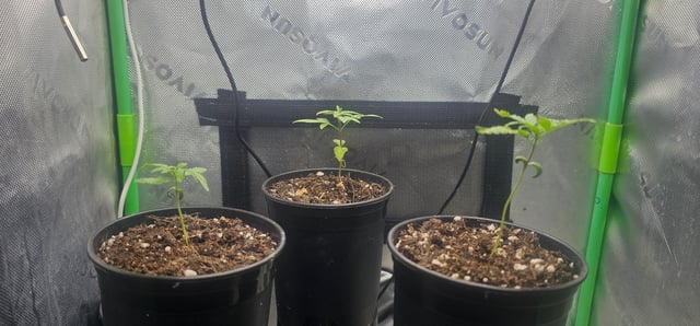 Quantum Kush 