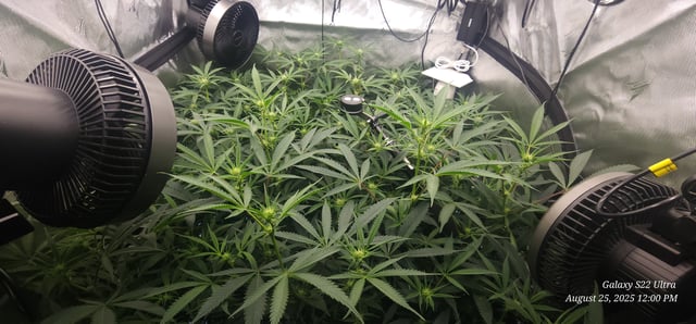 Found my Females... Game On! — flower, day 146