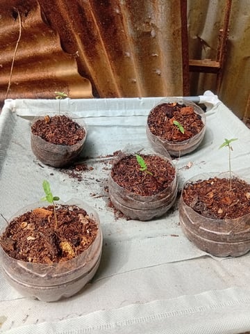 My First Grow — seedling_rooting, day 8