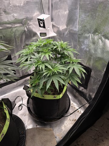  1 Blue Zushi x Venom & 1 Jack Here x Strawberry Cookies OG — flower, day 45