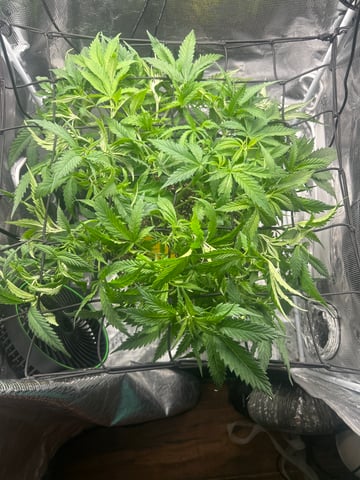 2nd Run — vegetative, day 70