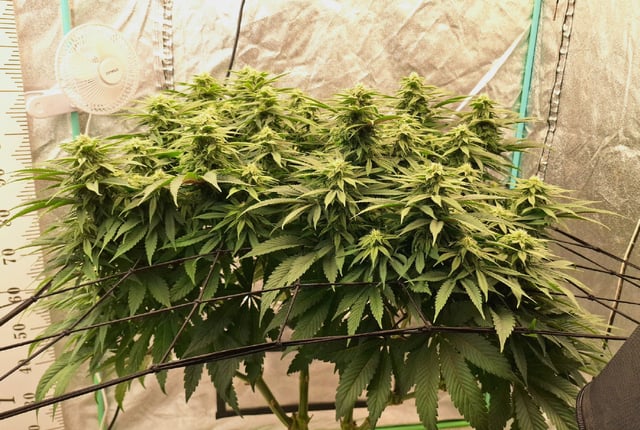 Gorilla Girl Autopot — flower, day 138