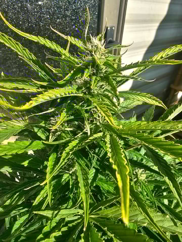 bubblegum  — flower, day 11