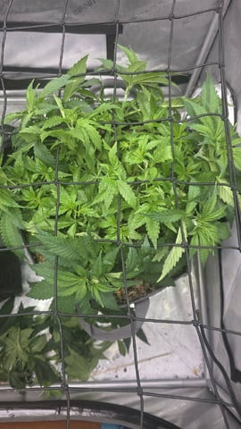 Original 1990 genetics  — vegetative, day 55