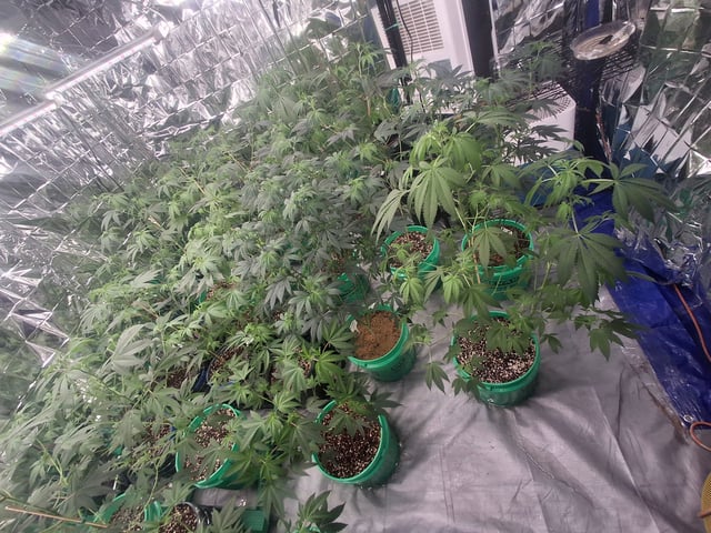 Astro cheese — flower, day 105