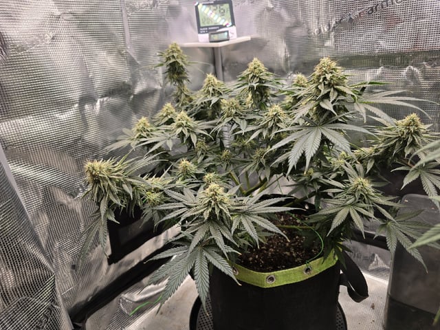  1 Blue Zushi x Venom & 1 Jack Here x Strawberry Cookies OG — flower, day 78