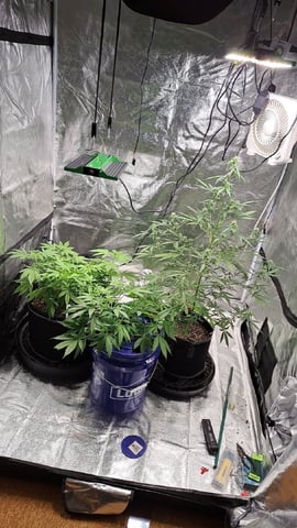 Hawaiian Haze  — vegetative, day 60