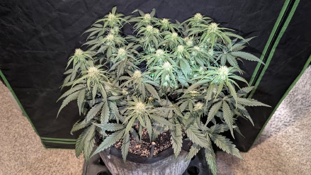 Perpetual Autoflower Mixed Grow #3 — vegetative, day 35