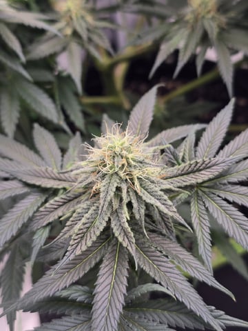  1 Blue Zushi x Venom & 1 Jack Here x Strawberry Cookies OG — flower, day 74