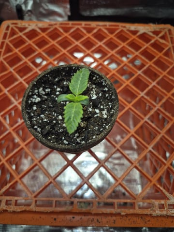 Grow 1 2026 Dream Widow — seedling_rooting, day 12