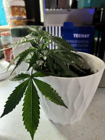 Banjo Clones — vegetative, day 69