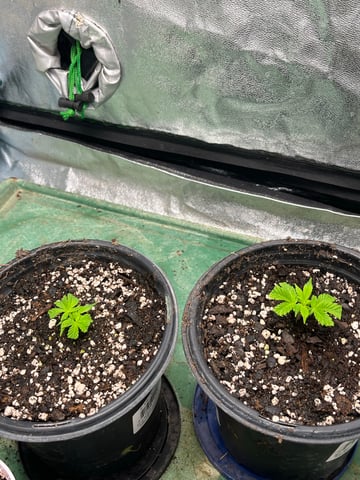 Lavender and Anesthesia Auto — flower, day 57
